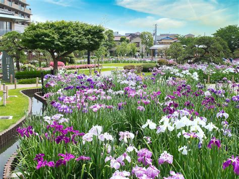 堀切菖蒲園 東京とりっぷ