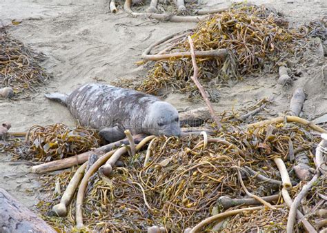 Close Up On Weaned Elephant Seal Pup Exploring Dried Kelp Washed Up On