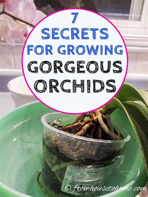 Indoor orchids – Artofit