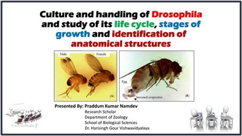 Drosophila Life Cycle And Culturing Technique Pdf