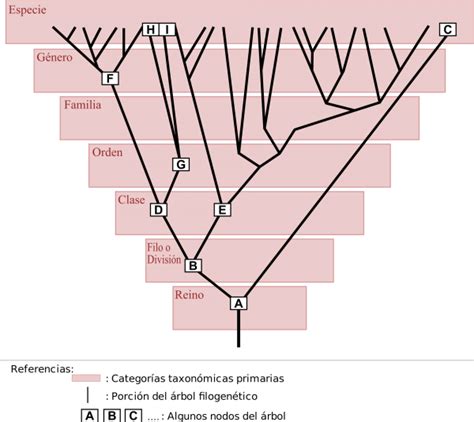 Ramas de la biología y ciencias auxiliares Biología