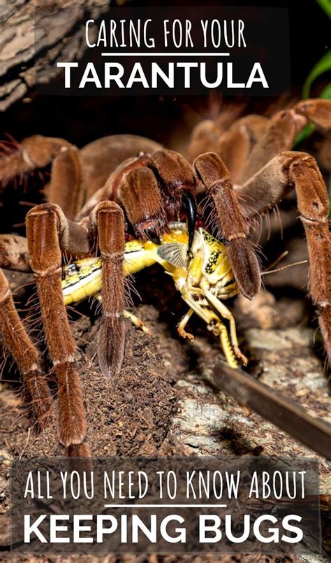 A Taranula Crawling On The Ground With Text Reading Caring For Your