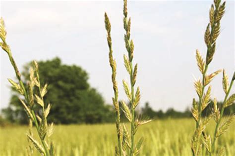 Annual Ryegrass Toxicity