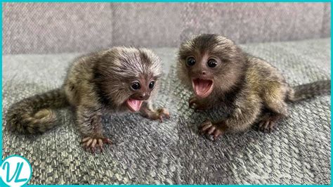 Images Of Baby Finger Monkeys