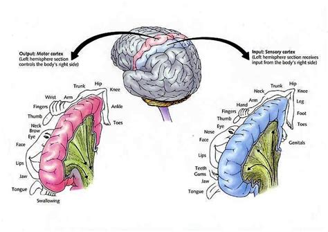 The Sensory And Motor Cortex Motor Cortex Neuroscience Brain Science