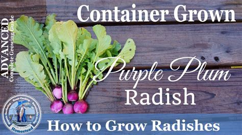 How To Grow Radishes In Container Advanced Complete Growing Guide Youtube