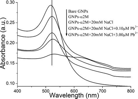 The UV Vis absorption spectra of bare GNPs GNPs α2M sensor composite