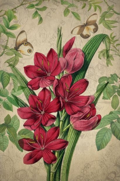 Vintage Flowers Butterflies Art Free Stock Photo Public Domain Pictures