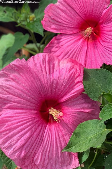 Buy Luna Rose Hardy Hibiscus FREE SHIPPING Wilson Bros Gardens 3