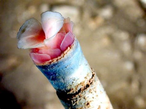 Giant Tube Worm – "OCEAN TREASURES" Memorial Library