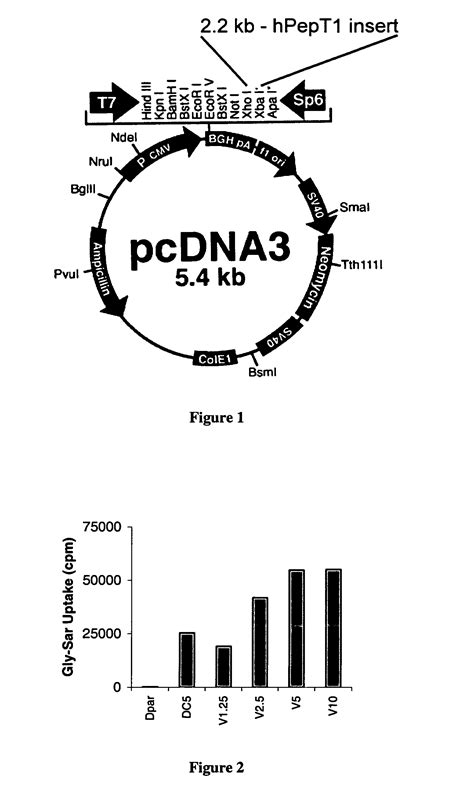 Short peptide carrier system for cellular delivery of agent - Eureka