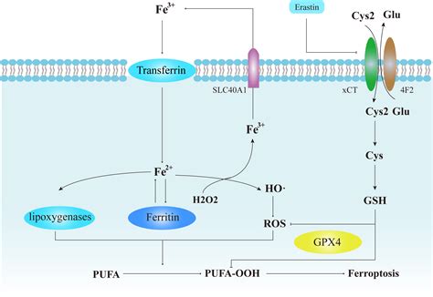 Targeting The Macrophage Ferroptosis Crosstalk A Novel Insight Into