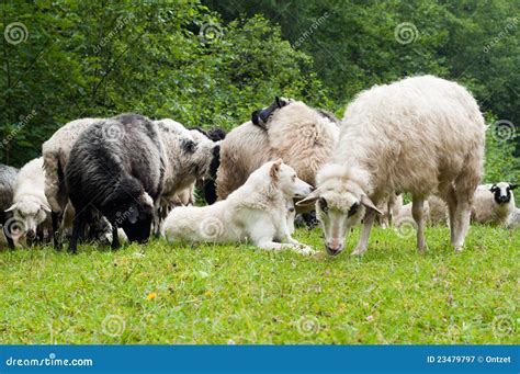 Sheep Dog Royalty Free Stock Photography - Image: 23479797