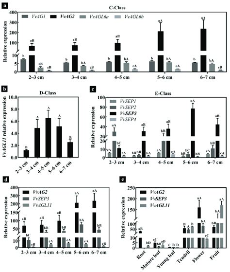 The Quantitative Reverse Transcription Pcr Qrt Pcr Analysis Of Genes