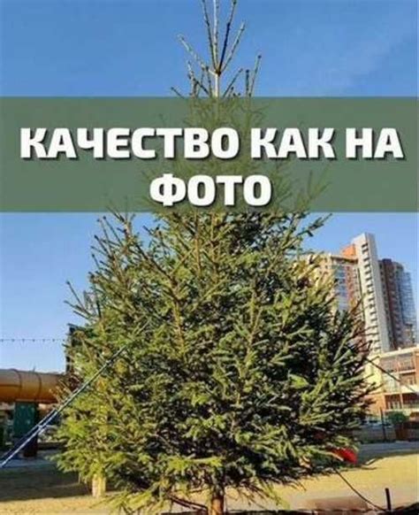 Крупномеры для сада 1 купить | Растения | Festima.Ru – частные объявления