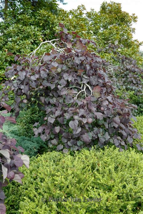 Cercis Canadensis ‘ruby Falls Plantentuin Esveld