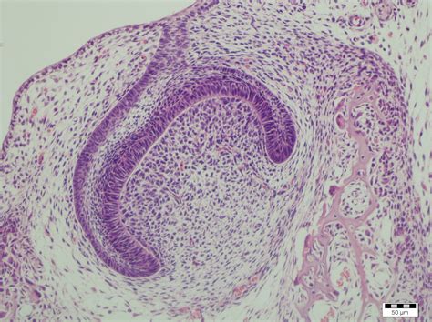 Histology Histologia Oral