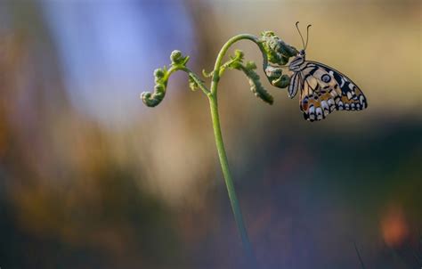 Wallpaper Macro Butterfly Insect Wallpaper From Lolita Radenie