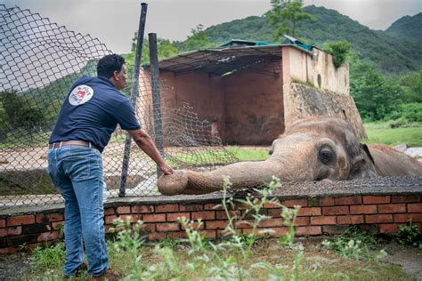 El Elefante M S Solitario Y Triste Del Mundo Ser Liberado Despu S De