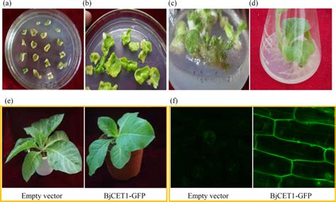 Genetic Transformation And Subcellular Localization Of Bjcet1 In