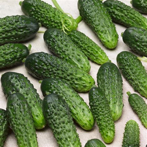 Parisian Pickle Cucumber Seeds 3 G Packet 90 Seeds Non Gmo