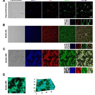 Fluorescence Microscopy Analysis Of F Philomiragia Biofilm Formation