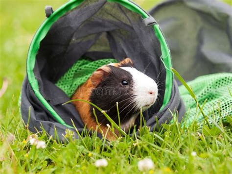 Guinea Pig Pet After Run Through Tunnel Stock Image Image Of Guinea