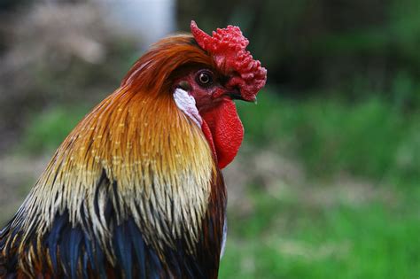 100000 Free Colorful Roosters And Rooster Photos Pixabay