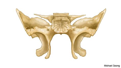 Pitt A And P Sphenoid Bone Posterior View Diagram Quizlet