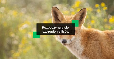 Rozpoczyna się akcja szczepienia lisów