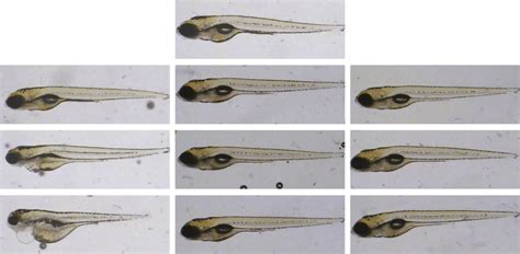 Gross morphological changes in the zebrafish larvae following ... 