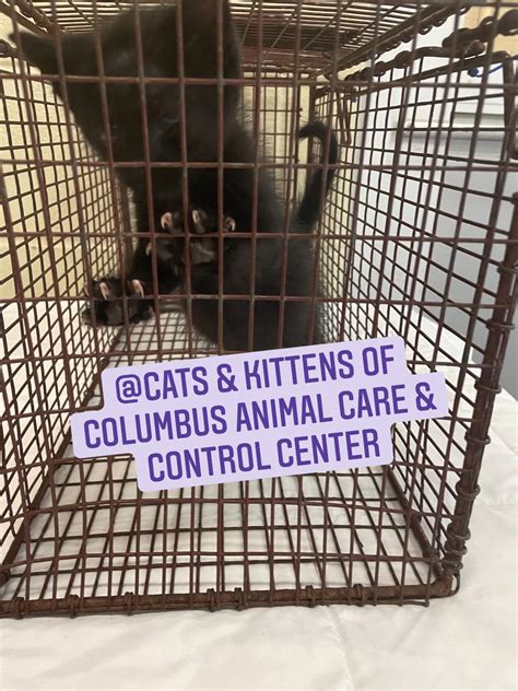 ️ADOPTED! ️ This very friendly kitten only has until 5pm today due to