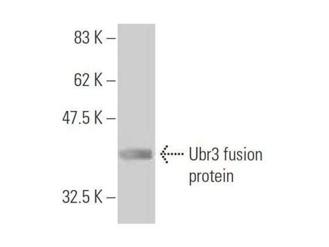 Ubr3 Antibody 5A10 SCBT Santa Cruz Biotechnology