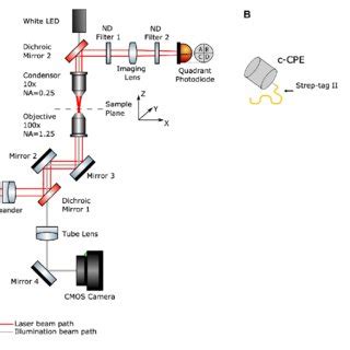 A Schematic Diagram Of The Optical Tweezers Setup Red Line