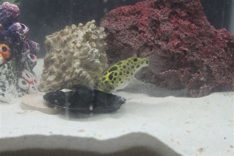 Green Spotted Puffer | Saltwaterfish Forum