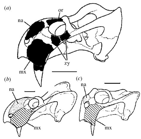 (a) Outline of generalized dicynodont skull in left lateral view ...