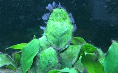 Black Beard Algae: Prevent and Destroy BBA in Aquariums - AquariumNexus