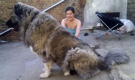 Viralifying - Your Daily Trending Stories Stop | Russian bear dog, Caucasian mountain dog ...