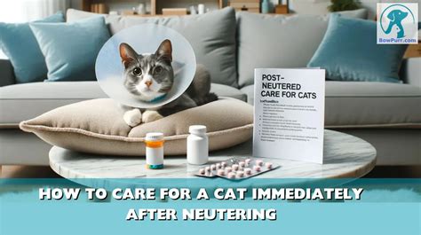 How To Care For A Cat Immediately After Neutering Bowpurr