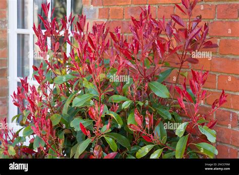 Photinia Red Tip Redtip Ornamental Shrub Or Tree With Bright Red And