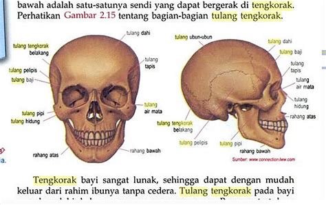 Detail Gambar Tulang Tengkorak Manusia Koleksi Nomer 11