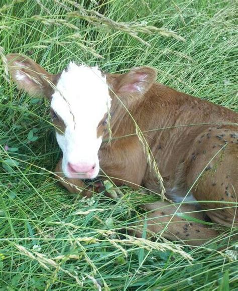 Hereford Brangus Cross Shes A Beauty Animals Cute Cows Fluffy Cows