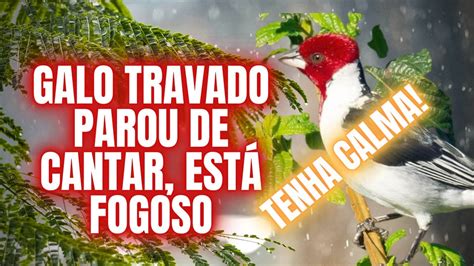 Galo De Campina Fogoso N O Quer Cantar Est Travado O Que Fazer Youtube