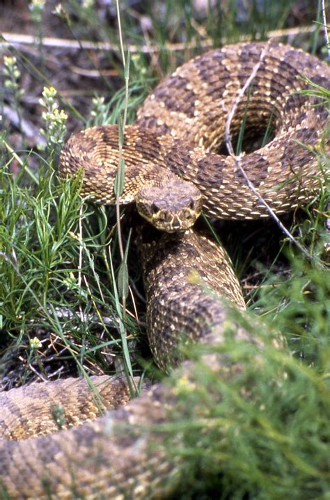 Staying safe in rattlesnake habitat | Explore Big Sky