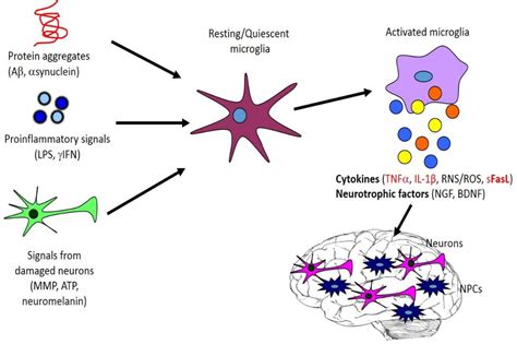 Mechanisms Of Neural Precursor Cell Apoptosis By Microglia Derived