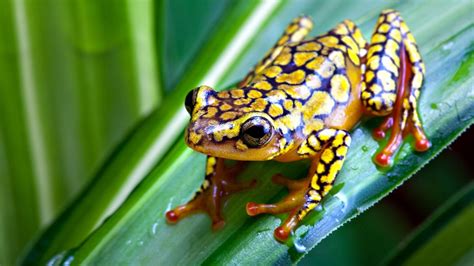 frog, Animals, Nature, Amphibian Wallpapers HD / Desktop and Mobile ...