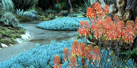 The Drought Tolerant Garden: Gardening With Succulents - Malibu Garden Club