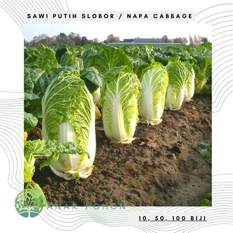 Jual Benih Bibit Biji Sawi Putih Slobor Napa Cabbage Sawi Kimchi