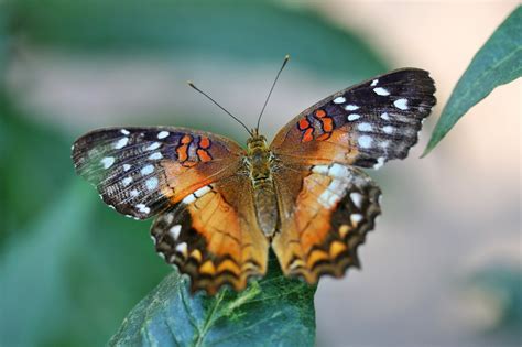 Insecte Papillon Des Photo Gratuite Sur Pixabay Pixabay