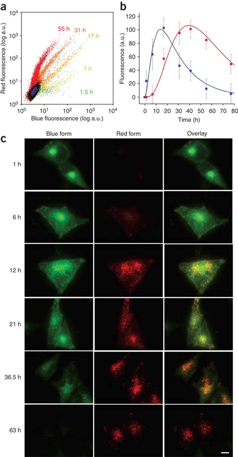 Behavior Of The FTs And LAMP 2Amedium FT Fusion Protein In Mammalian